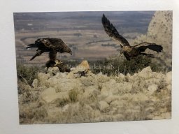 Exposición de aves de la comarca